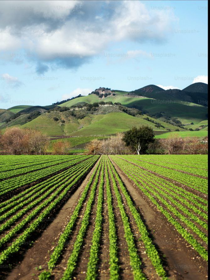 Crop farming